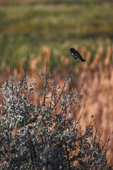 red winged black bird perched in a bush