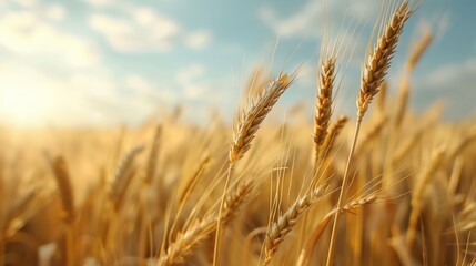 Fototapeta premium A field of golden wheat with the sun shining on it
