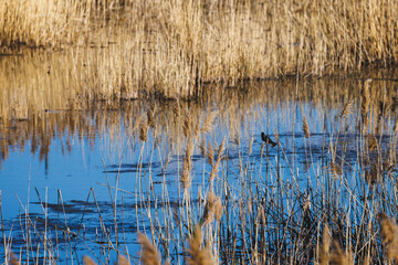 red winged black bird hinding in reeds over blue water