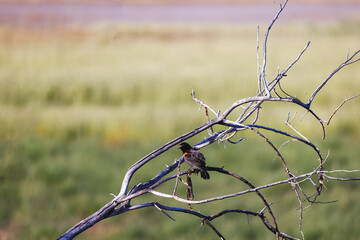 young red winged black bird perches on a twisty bare branch