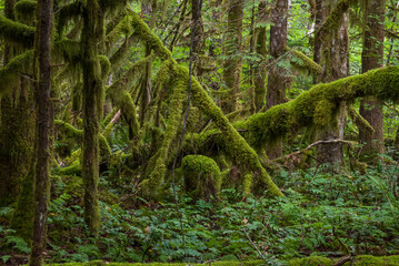 Fototapeta premium Moss covered trees on a hike just off the Cascade Loop Highway in Washington State on a nice summer day_07252009_3625.