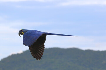 Beautiful Hyacinth Macaw parrot flying in the sky. Free flying bird
