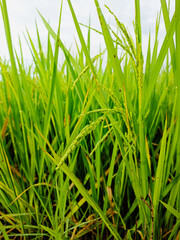 Close up natural grass in the morning, Water drops on green grass background