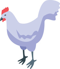 White hen standing and looking for food in isometric view