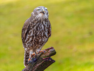 Barking Owl Eating On Dead Tree