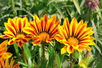 Gazania (Gazania rigens) midday gold close-up