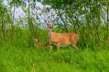 A White-Tailed Deer Doe and Her Fawn at Shiawassee National Wildlife, near Saginaw, Michigan.