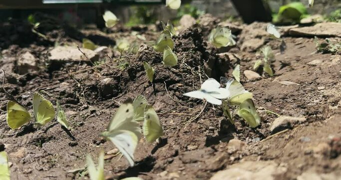 Swarm of Small White Cabbage Pieris Rapae butterflies are flying around in a field