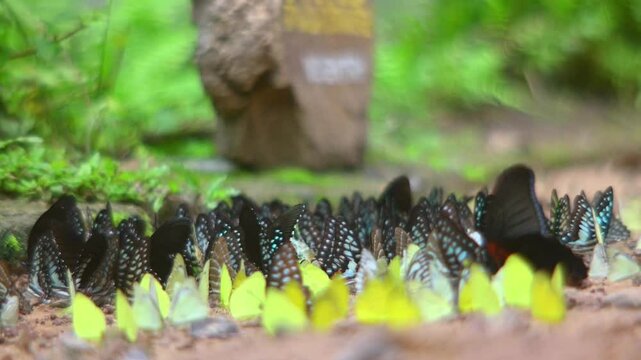 Butterflies come out of the forest in large flocks to feed on the salt licks in Pang Sida National Park, Thailand.
