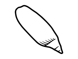 Seashell Outline Black White Illustration