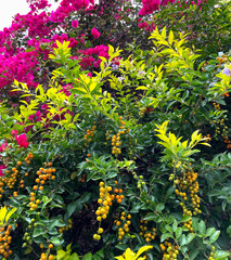 Bougainvillea flowers and berries. Bougainvillea purple flowers and yellow berries. Tropical flower night-flowering plant. Tropical flowers and berries vertical background