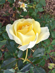 Fading yellow rose in natural growth environment. Garden genus with falling lespetkas.