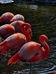Red flamingo in the wild. Flamingo in the water. Latin American flamingo. Beautiful bird. Tropical flamingo walking on water