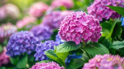 A garden bed filled with pink and purple hydrangea flowers in full bloom, highlighting the lush and colorful beauty of these popular garden plants