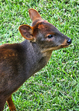 Pudu, Pudu mephistopheles, portrait of a baby pudu little deer on a green background