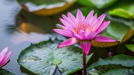 Vibrant pink lotus flower (Dok Bua) blooming on a calm pond, representing purity and spiritual enlightenment in Thai Buddhism, ideal for serene and spiritual themes