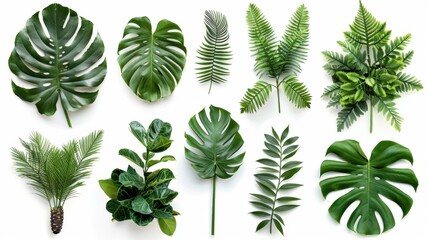tropical plants including monstera, palm, rubber plant, pine, and fern