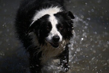 black and white dog, dog playing in water