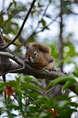An American red squirrel perched on a branch looking curious