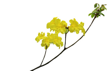 Close-up view of branch with yellow flowers isolated on transparent background, png file.