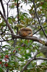 An American red squirrel perched on a branch looking curious