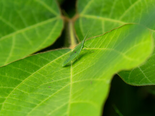 Obraz premium 葉に乗るショウリョウバッタの幼虫