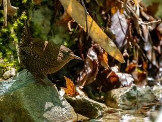 森の中の水場で岩の上に留まっているミソサザイ