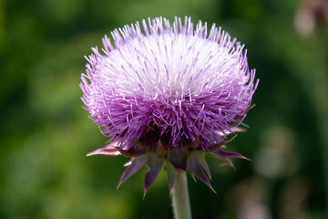 Purple Thistle
