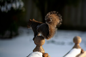 Itchy Squirrel