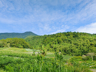 view of agricultural fields in the cool morning