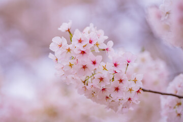 Bunches of plum blossom with white flowers against the blue sky. Spring blossom background. Blossoming apple tree branch on sky background. Spring flowering tree branch with white flowers.