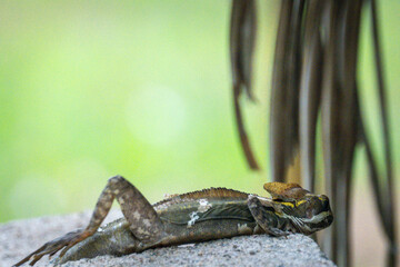 The brown basilisk in Belize, it is also commonly referred to as the striped basilisk or in some areas as the common basilisk, a species of basilisk lizard 