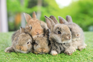 healthy Lovely bunny easter fluffy brown rabbits, Adorable baby rabbit on green garden nature background. The Easter brown hares. Close - up of a rabbit. Symbol of easter festival animal.