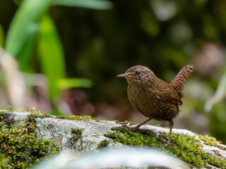 森の中の水場で岩の上に留まっているミソサザイ