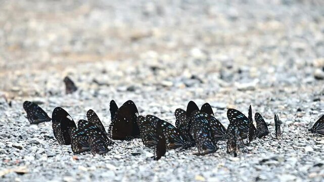 Butterflies come out of the forest in large flocks to feed on the salt licks in Pang Sida National Park, Thailand.
