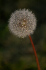 dandelion head