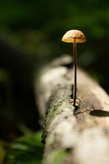 mushroom on a tree