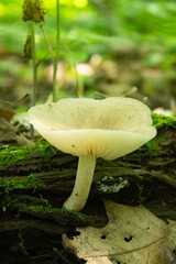 mushroom in the forest