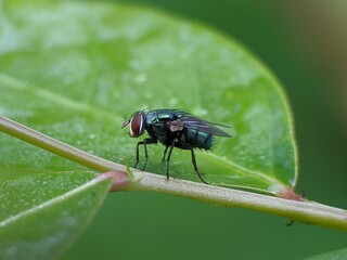 Green flies land on leaves