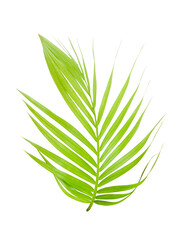 Young Leaves of Golden Cane Palm