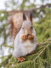 Fototapeta premium The squirrel with nut sits on tree in the winter or late autumn