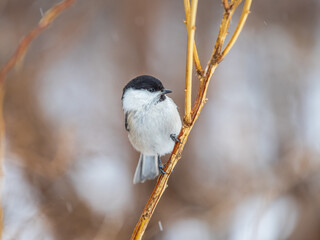 Cute bird the willow tit, song bird sitting on a branch without leaves in the winter.
