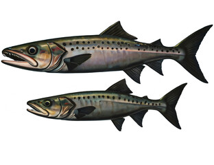 Obraz premium two fish