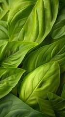 Intricate Basil Leaf Patterns Formed by Hornworm Feeding