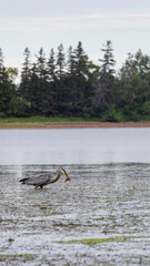 Great Blue heron bird grabs fish with beak - vertical shot 