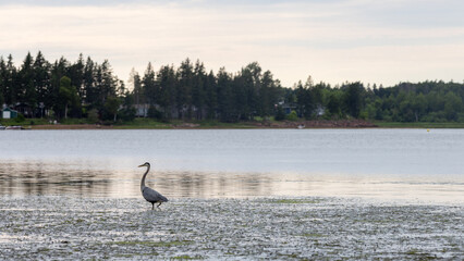 Great Blue heron bird waiting for fish in shallow water 