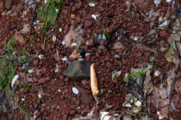 Red rock beach with clams and lobster claws 