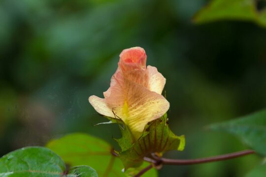 Dominican cotton flower,flower,cotton