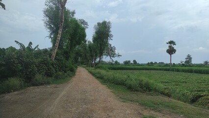 Paved back road, small trees on both sides of the road