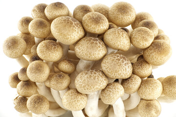 Beech mushrooms (Hypsizygus tessellatus) isolated on white